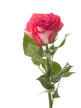 Two-tone bright rose Stock Photos