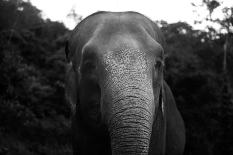 Two tone elephant trunk black and white  Stock Photos