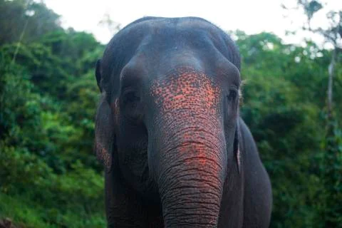 Two tone elephant trunk  Stock Photos