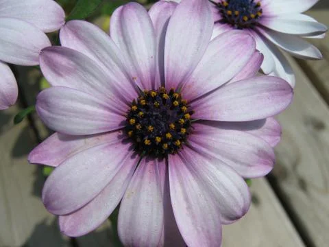 Two-tone flower 스톡 사진
