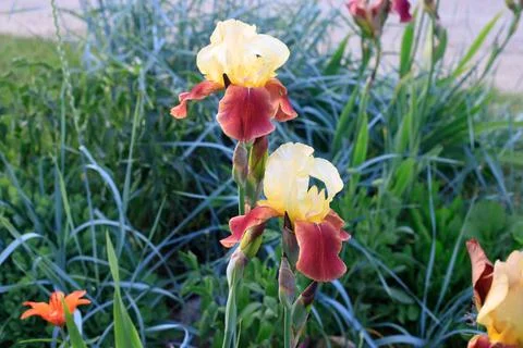 Two tone iris flowers blooming in spring garden, yellow and burgundy bearde.. Stock Photos