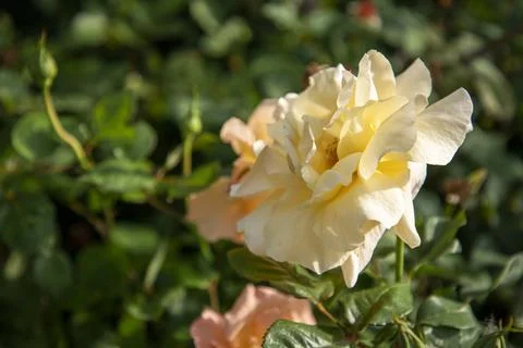 Two-Tone Orange Red Edged Yellow Rose Bloom Close Up Stock Photos