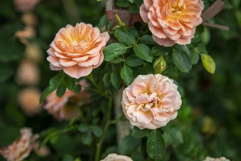 Two-Tone Orange Red Edged Yellow Rose Bloom Close Up Stock Photos
