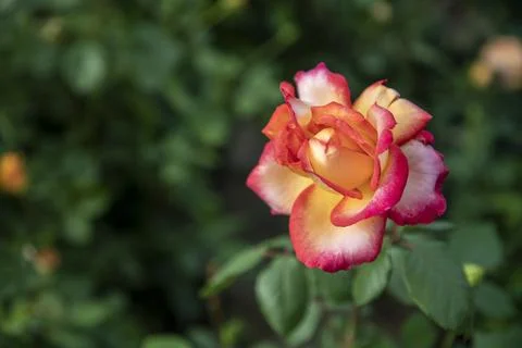Two-Tone Orange Red Edged Yellow Rose Bloom Close Up Stock Photos