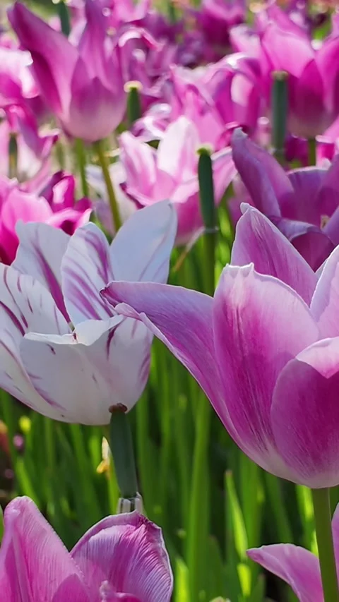 Two-Tone Pink and White Tulips – Delicate Spring Flowers in Istanbul Stock Footage 313750575