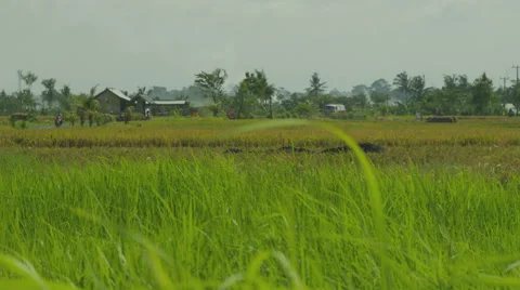A two-tone red and white retro van (bus) driving through rice fields. Stock Footage 49678583