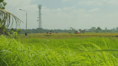 A two-tone red and white retro van (bus) driving through rice fields. Stock Footage 49678923