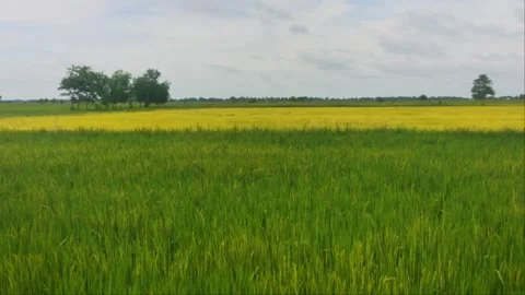 Two Tone Rice Fields Green Foreground And Golden Ripe Background Landscape 4 Stock Footage 346725441