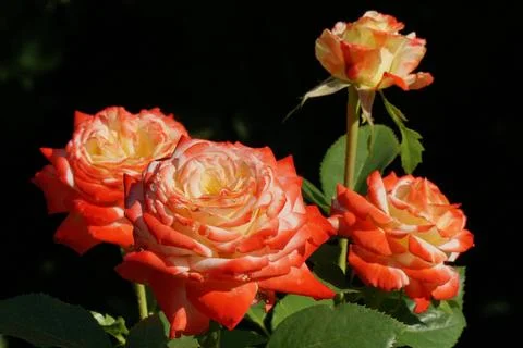 Two-tone roses Stock Photos