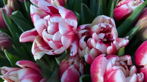 Two-tone white-pink tulips at the exhibition of varietal flowers in spring. Stock Footage 171546563