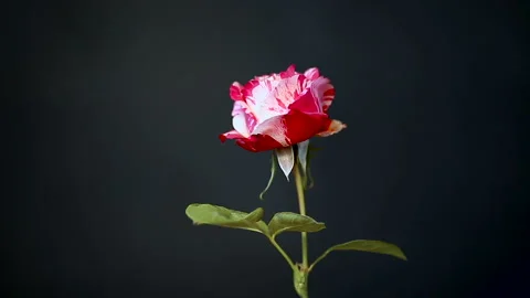 Two-tone white with red rose on a black Stock Footage 116568790