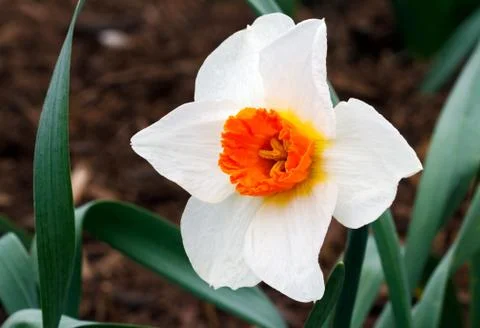 Two-toned Daffodil Stock Photos