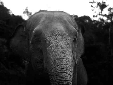Two toned elephant trunk 2 black and white  Stock Photos