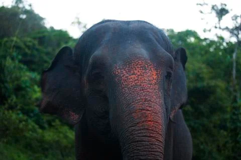 Two toned elephant trunk 2 Stock Photos