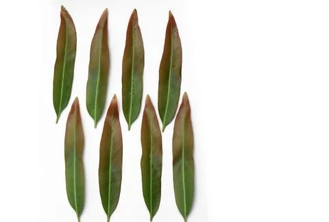 The two tones leaves pattern put on white background Stock Photos