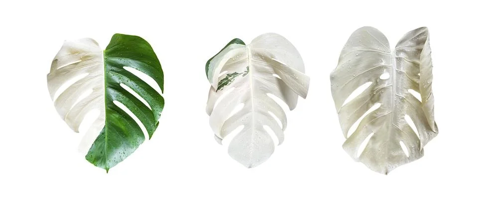 Two tones Monster Leaf or Swiss Cheese leaf Tropical Jungle Leaves, isolated 스톡 사진