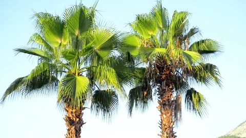 Two top of palms beside one each other, in calm weather in early morning Video stock 118974217