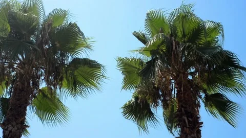 Two top palms in different sides and blue sky between. Tropical summer landscape Video stock 118971340