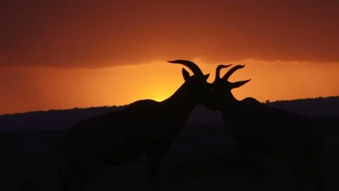 Two topis with sunset in the background Stock Footage 71049818