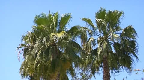 Two tops of a palm tree against the blue sky Vídeo Stock 8967920