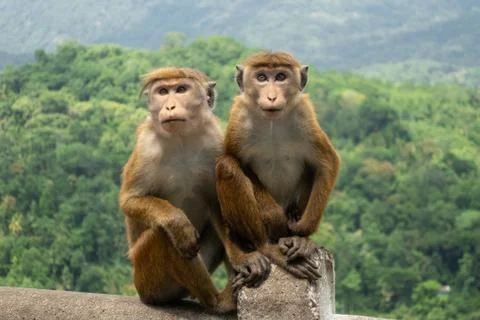 Two Toque Macaques (Macaca Sinica) In Green Jungle. Cute Wild Monkeys Stock Photos