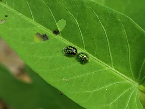 Two Tortoise Beetles on a Green Leaf Stock Photos