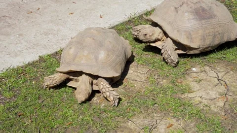 Two tortoise walking around and eating grass. Vidéo 242325893
