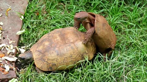 Two Tortoises (of different species) Mating in Kenya, Africa. Stock Footage 11326106