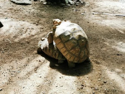Two Tortoises Displaying Natural Interaction on Dirt Ground Stock Photos