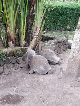 Two tortoises engaged in a slow-paced competition 스톡 사진