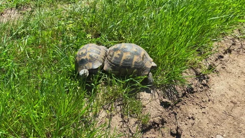 Two tortoises move slowly across green grass in a sunny garden setting during Stock Footage 337933406
