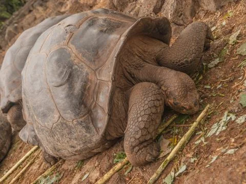 Two Tortoises Stock Photos