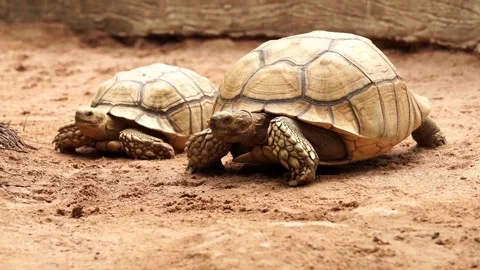 Two Tortoises Walking and Looking at Each Other on Sandy Ground Stock Footage 345715842
