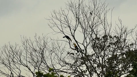Two toucans at dawn standing in tree in Panama Stock Footage 123632795