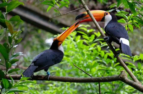 Two toucans in the jungle Stock Photos