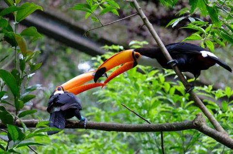 Two toucans in the jungle Stock Photos
