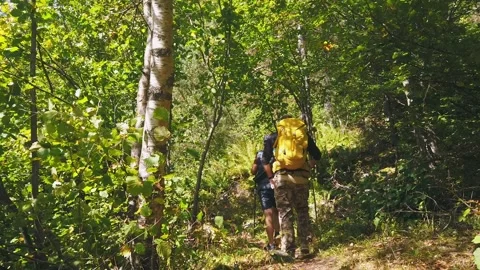 Two tourists are traveling with a backpack on their shoulders through the forest Stock Footage 231233982