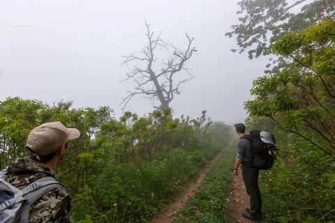 Two tourists with backpacks stand on an empty forest road in the fog. Stock Photos
