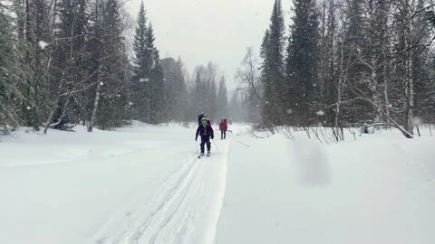 Two tourists go skiing through the winter forest in the snow Stock Footage 179347444