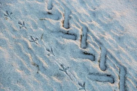 Two tracks in the snow Foto stock