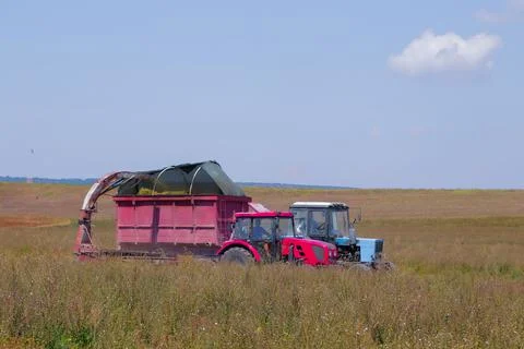 Two tractors harvest sage in a field in a special container Stock Photos
