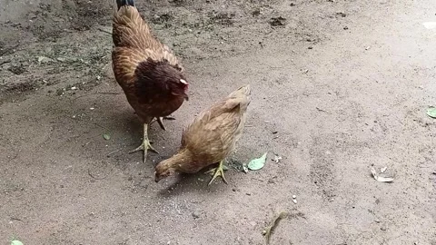 Two traditional village hens foraging and pecking on dry dirt ground Stockbeeldmateriaal 336003953