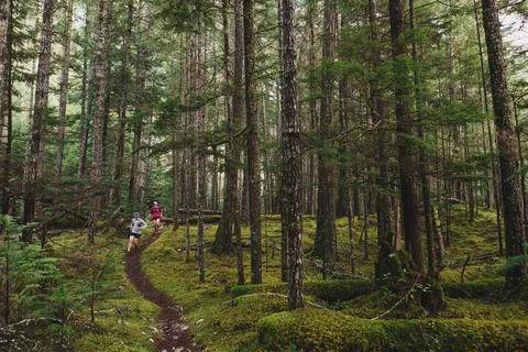 Two trail runners descend winding single track through lush forest Stock Photos