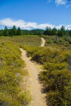 Two trails on a mountain with pine trees Stock Photos