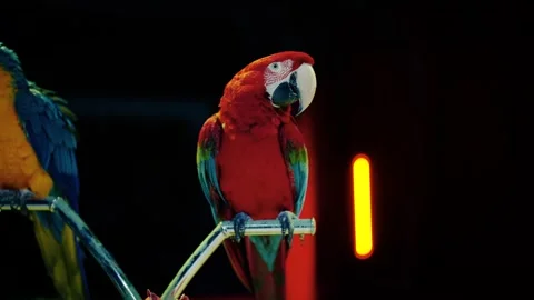 Two trained parrots sit and flap their wings Stock Footage 317677278