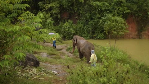Two trainers lead elephants into pens in the rain in Thailand Stock Footage 224910614