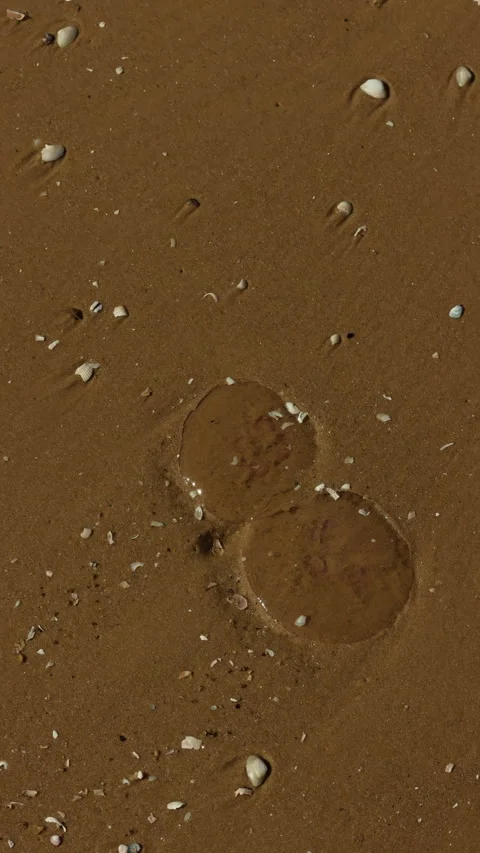 Two translucent jellyfish resting on wet sandy beach scattered with small Stock Footage 345264461