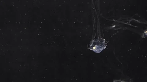 Two translucent jellyfish swimming in deep dark water with floating marine .. Stockbeeldmateriaal 340147891