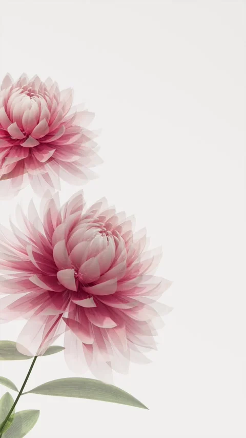 Two Translucent Pink Dahlia Flowers Slowly Blooming on Light Minimalist Bac.. 库存影片 338276504