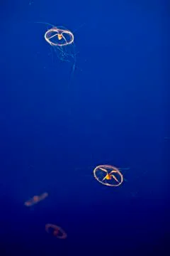 Two translucent small jelly fish under water Stock Photos
